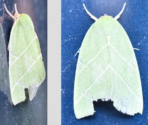 Bena bicolorana